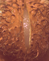 rambutan