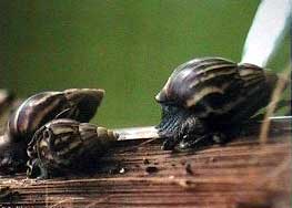 Giant African Snail