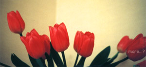 tulip_new